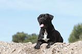 CANE CORSO 457